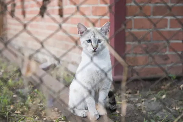夏天灰白色的猫在户外 — 图库照片