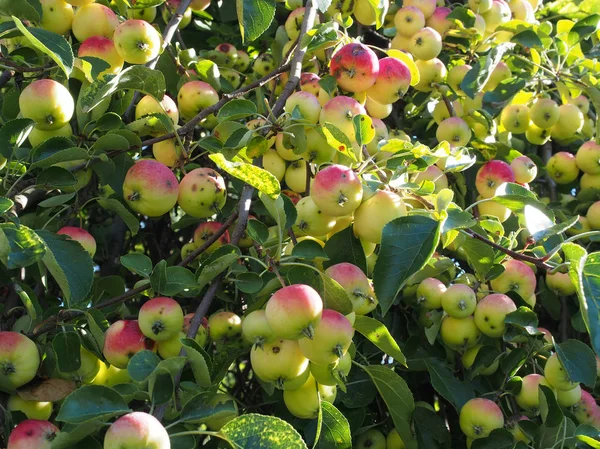 Ripe apples on the trees — Stock Photo, Image
