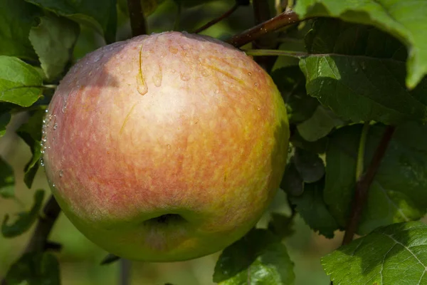 Ripe apple on a tree branch after rain — Stock Photo, Image