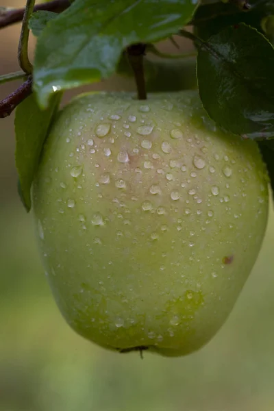 Ripe apple on a tree branch after rain — Stock Photo, Image