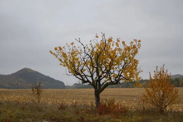 Vackert höstlandskap — Stockfoto