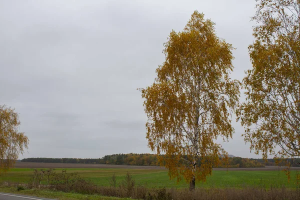 Vackert höstlandskap, fält och träd — Stockfoto