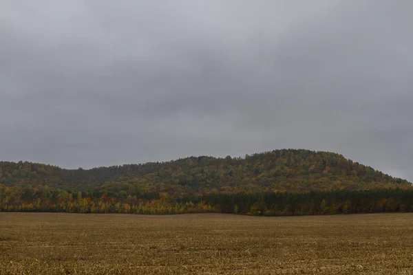 Осенний пейзаж кукурузного поля и леса — стоковое фото