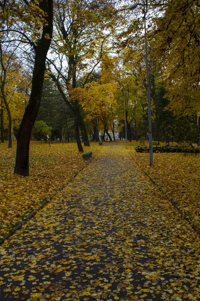 Beautiful autumn park, Ukraine — Zdjęcie stockowe