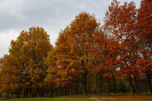 Beautiful autumn park, Ukraine — 图库照片