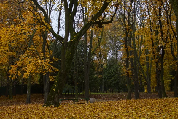 公園内の秋の日,ウクライナ — ストック写真