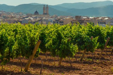 Üzüm bağları olan bir manzara. Kentin manzarası Sant Pere de Ribes, Garraf, Barcelona, Katalonya
