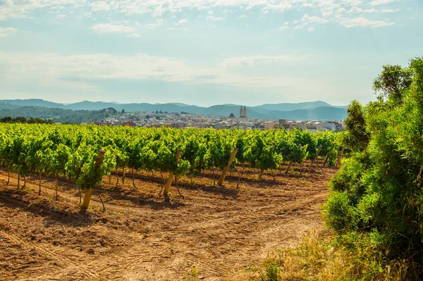 Landschaft Mit Weinbergen Blick Auf Die Stadt Sant Pere Ribes — Stockfoto
