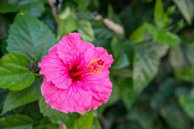 Bahçedeki güzel pembe amber çiçeği 