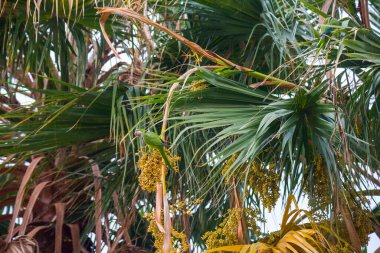 Palmiye yaprağında papağan. Barselona şehri, İspanya