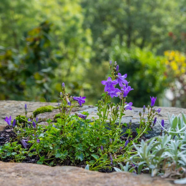 Flor Sino Azul Campanula Canteiro Flores — Fotografia de Stock