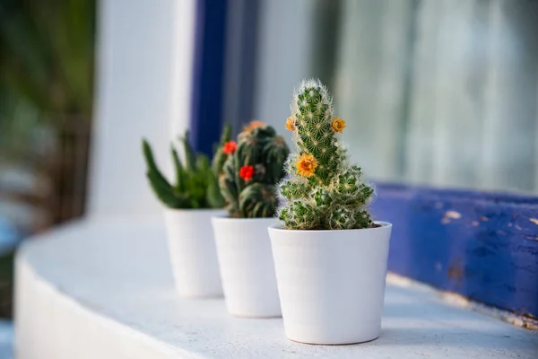 Kaktusy Malých Bílých Květináčích Venku Okně — Stock fotografie