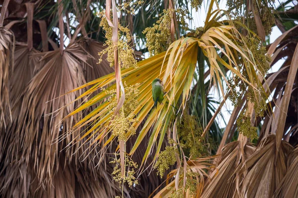 Palmiye yaprağında papağan. Barselona şehri, İspanya