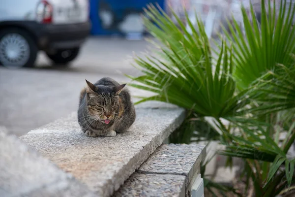 Obdachlose Katze Auf Der Straße Sitges Spanien — Stockfoto