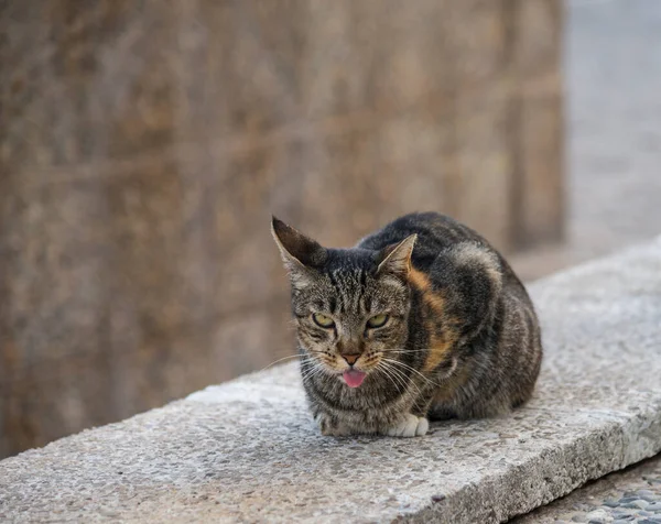 スペインのシッチェスの路上でホームレスの猫 — ストック写真