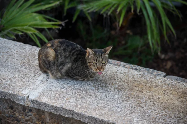 Kočka Bez Domova Ulici Sitges Španělsko — Stock fotografie