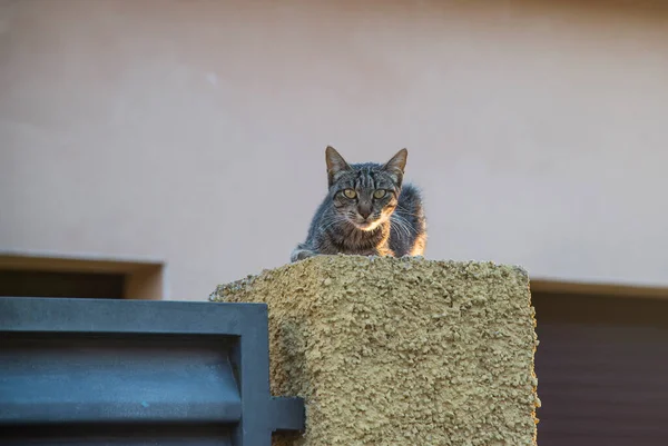 Gato Sentado Valla — Foto de Stock