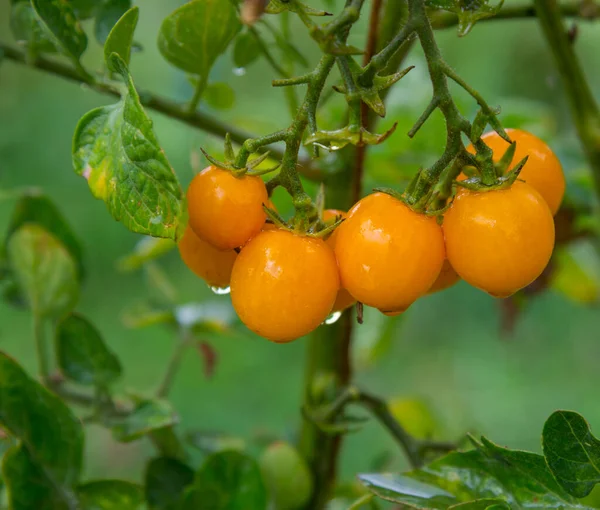 Tomates Cereja Amarelos Maduros Com Gotas Água Jardim Casa — Fotografia de Stock