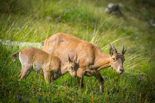 Westelijke Kaukasus Capra Caucasica — Stockfoto