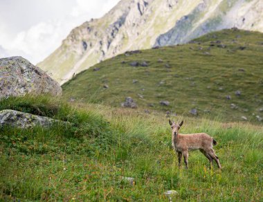 Batı Kafkas Kuşu (Capra Kafkasya), yavru keçi.