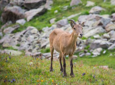 Batı Kafkas Tur 'u (Capra Kafkasya). Kafkas dağ keçisi doğal yaşam alanında.