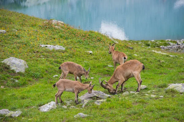 Tur Caucasiano Ocidental Capra Caucasica Cabras Montanha Caucasianas Seu Habitat — Fotografia de Stock
