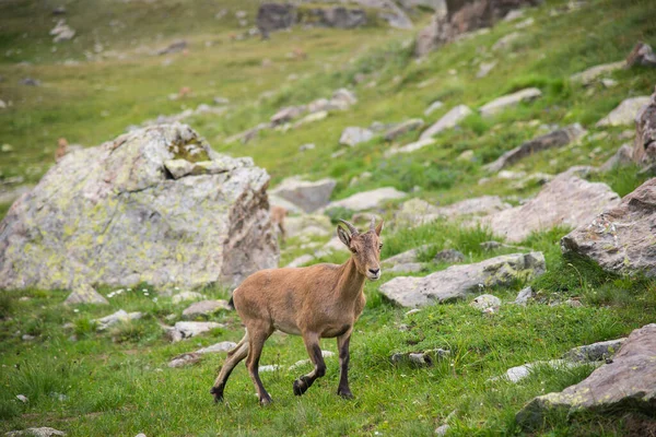 Den Vestkaukasiske Tur Capra Caucasica Kaukasiske Bjerggeder Naturlige Levesteder - Stock-foto