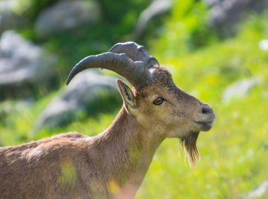 Kafkas dağ keçisi kendi doğal ortamlarında