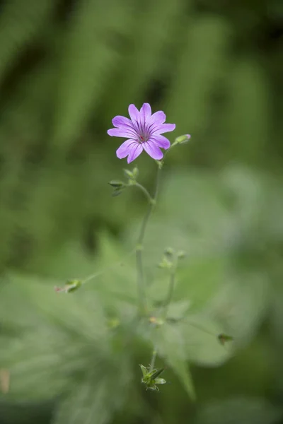 夏の日 自然の中でゼラニウムシルバチクムの花 — ストック写真