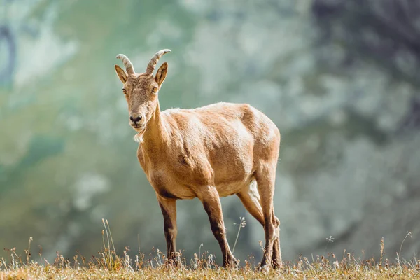 Västra Kaukasus Tur Capra Caucasica Bergen — Stockfoto