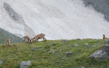 Kafkas dağ keçileri, doğal ortamlarında. Batı Kafkas Tur (Capra Kafkasya)