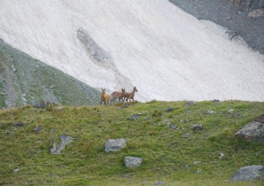 Dağlardaki Batı Kafkas Tur (Capra Kafkasya)