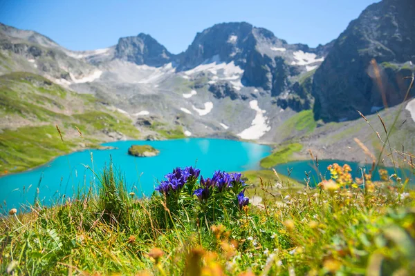 Campanilla Alpina Día Soleado Verano Las Montañas Del Cáucaso República —  Fotos de Stock