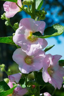 Çiçek açan mallow. Suzdal 'da yaz manzarası, Rusya' nın Altın Yüzüğü