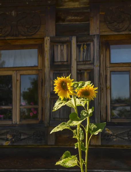 Bloeiende Zonnebloem Zomer Landschap Suzdal Gouden Ring Van Rusland — Stockfoto