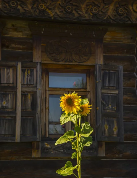 Bloeiende Zonnebloem Zomer Landschap Suzdal Gouden Ring Van Rusland — Stockfoto