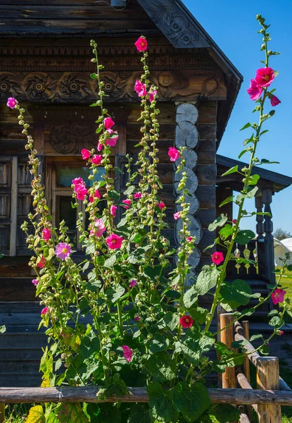 Malva Floreciente Paisaje Verano Suzdal Anillo Oro Rusia —  Fotos de Stock