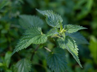 Sabah ormanında gün doğumunda bir ısırgan otu duruyor.