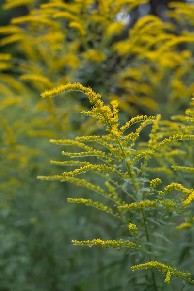 Solidago Gigantea Goldenrod Tall Green Stems Bright Yellow Flowers Selective — Stock Photo, Image