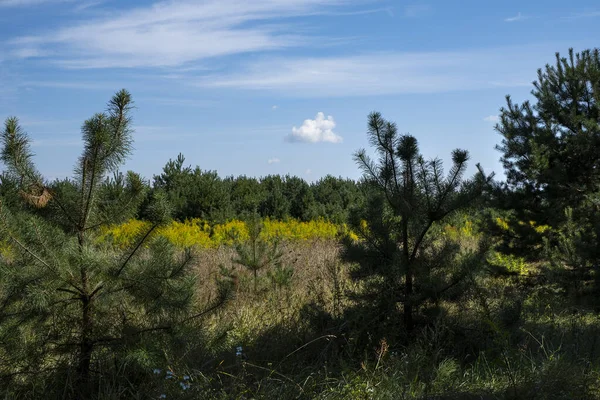 Solidago Gigantea Goldenrod Tallos Verdes Altos Flores Amarillas Brillantes Campo —  Fotos de Stock