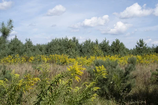 Solidago Gigantea Goldenrod Tallos Verdes Altos Flores Amarillas Brillantes Campo — Foto de Stock