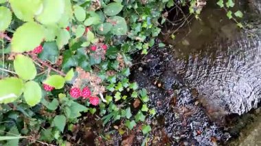 Güzel sonbahar yaprakları, bitkiler ve yapraklar.