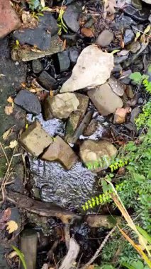 Sonbahar ormanında dere