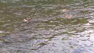 Sudaki ördekler, sonbahar zamanı