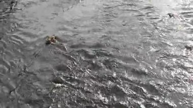 Kışın bir nehre yakın çekim.