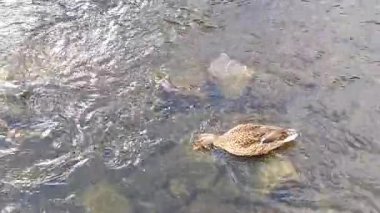 Sudaki ördekler, sonbahar zamanı