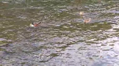 Sudaki ördekler, sonbahar zamanı