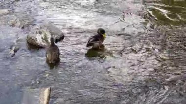 Sudaki ördekler, sonbahar zamanı