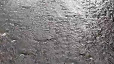 Sudaki ördekler, sonbahar zamanı