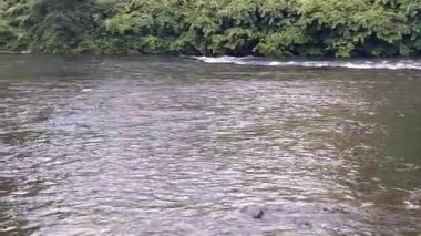 Sudaki ördekler, sonbahar zamanı